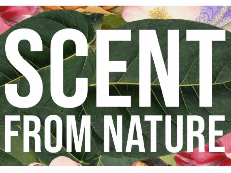 Highlight image for Scent from Nature: Beauty’s botanical origins